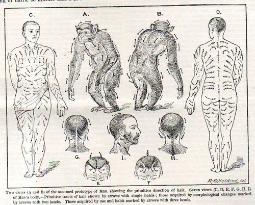 Mapping the Flow of Human Body Hair…In 1902 - ManMadeDIY
