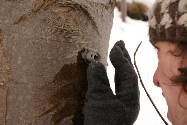 Tapping A Maple Tree