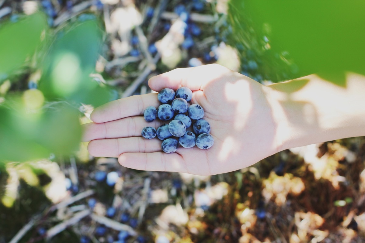 Picking blueberries