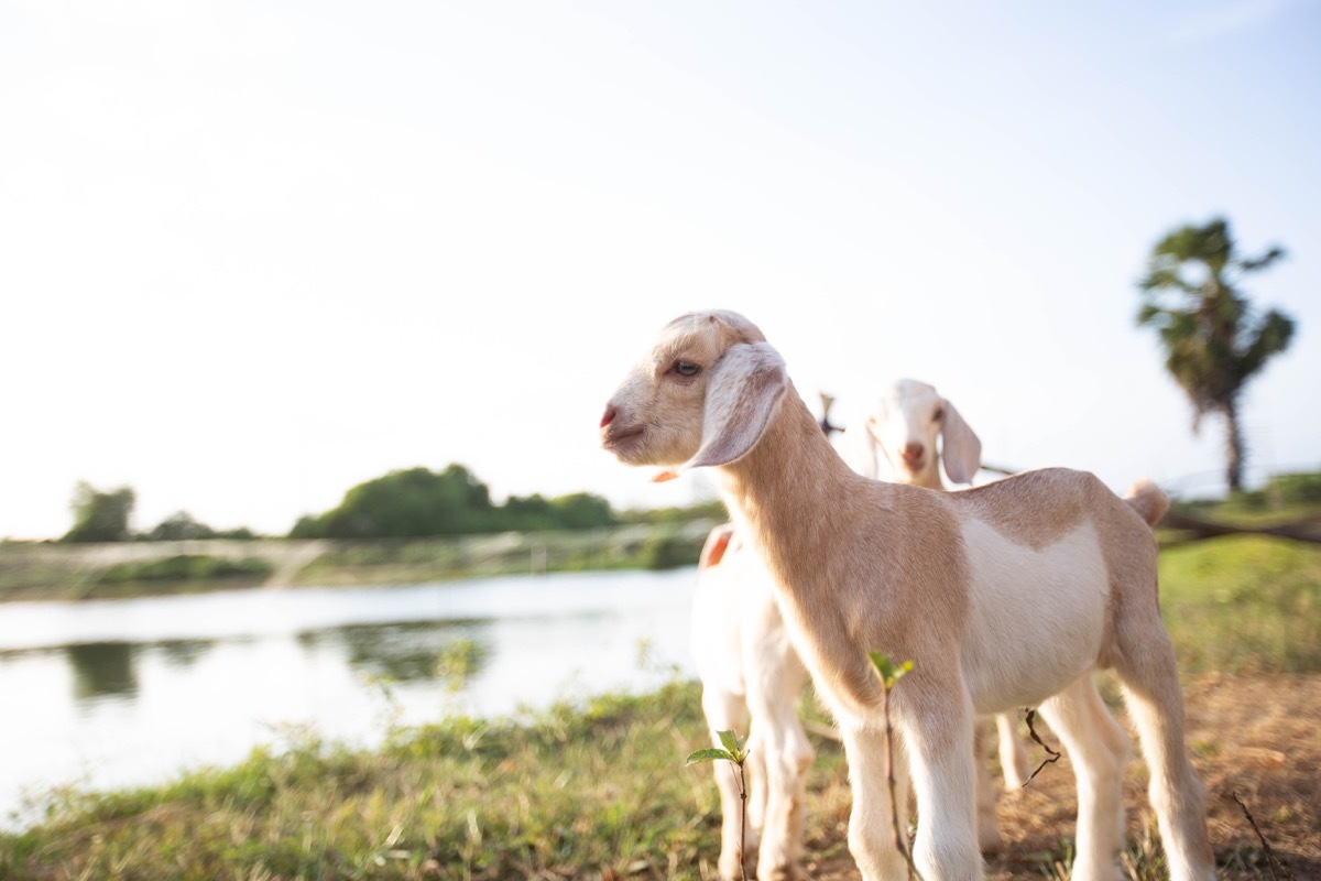 Cute little goat