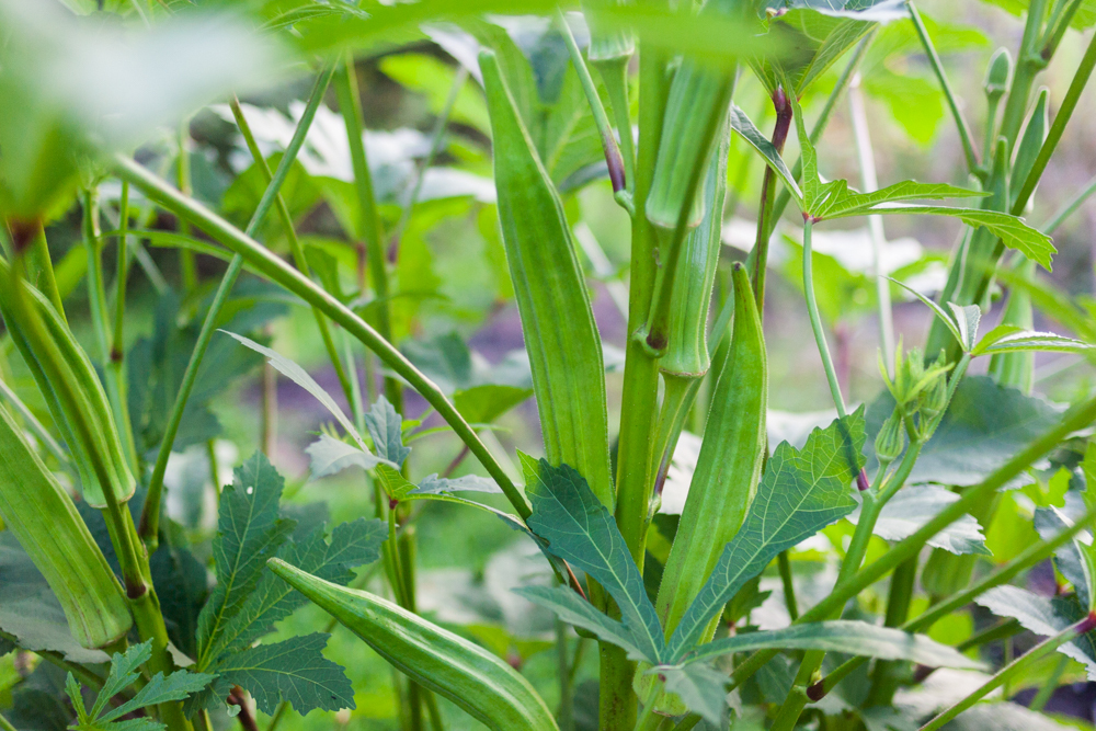 how to save tomato seeds