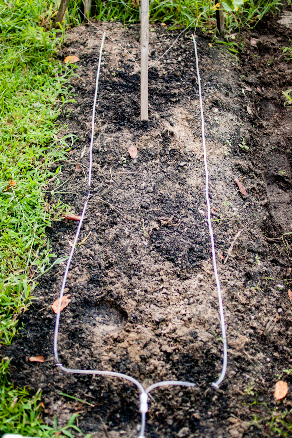 two lines for diy inexpensive irrigation system